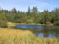 /album/medio-ambiente-/swamp-lake-balarus-jpg1/