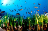 /album/medio-ambiente-/medio-ambiente-12-jpg/