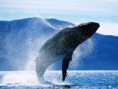 /album/fotogaleria-inicio1/ballena-jpg/