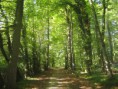 /album/fotogaleria-inicio/bosque-jpg/